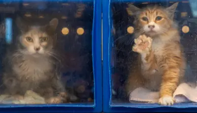 Letters: San Jose’s animals are underserved by beleaguered shelter