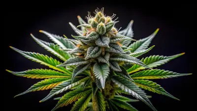 Federal Rescheduling of Cannabis: What Does a Potential Change Mean?