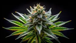 Federal Rescheduling of Cannabis: What Does a Potential Change Mean?